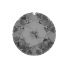 Dyamond Image